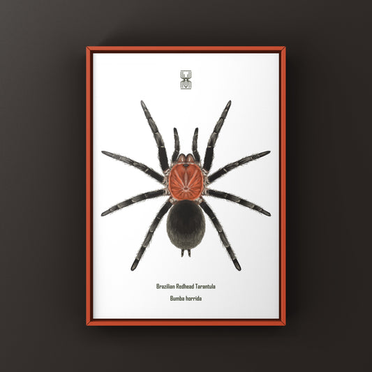 Brazilian Redhead Tarantula, Bumba Horrida, Photographic Art Print from The Silk Ranch