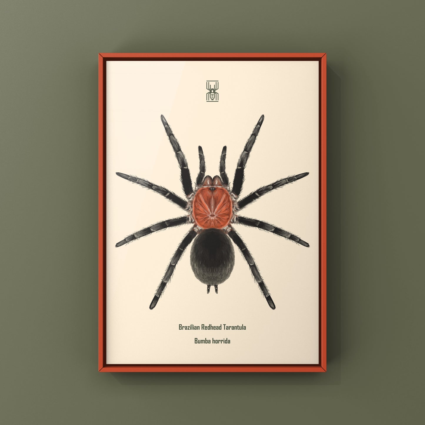 Brazilian Redhead Tarantula, Bumba Horrida, Photographic Art Print from The Silk Ranch