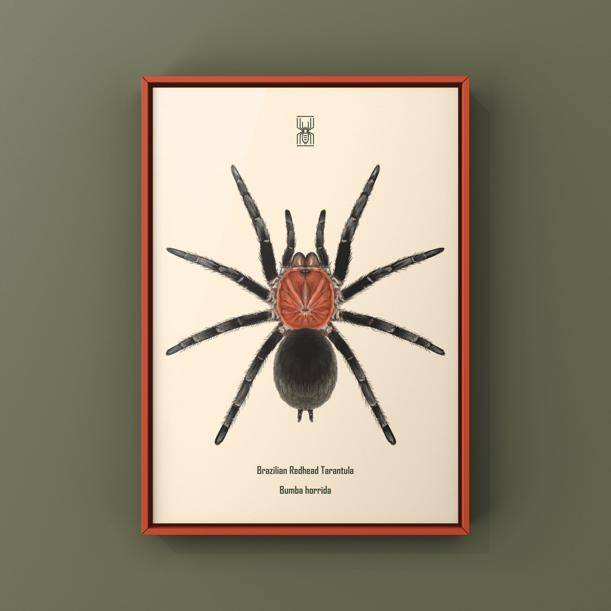 Brazilian Redhead Tarantula, Bumba Horrida, Photographic Art Print from The Silk Ranch