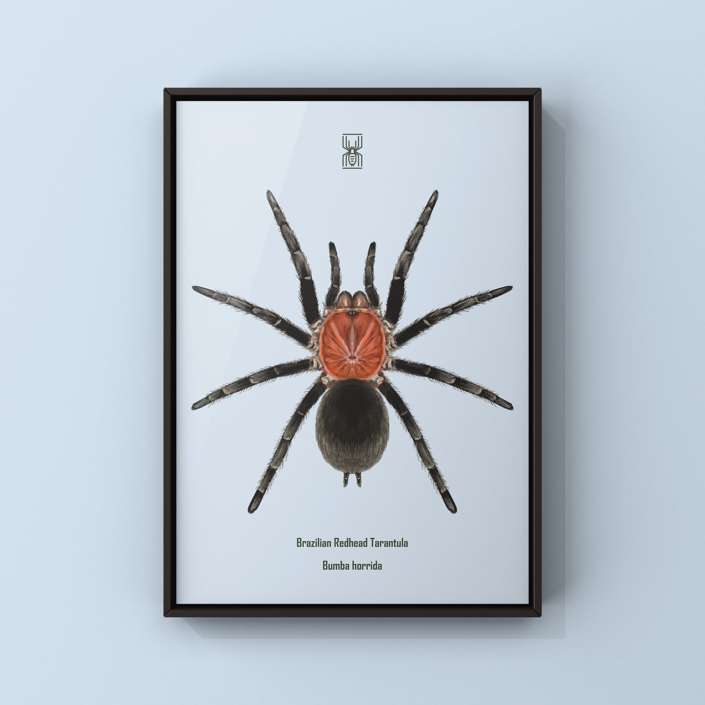 Brazilian Redhead Tarantula, Bumba Horrida, Photographic Art Print from The Silk Ranch