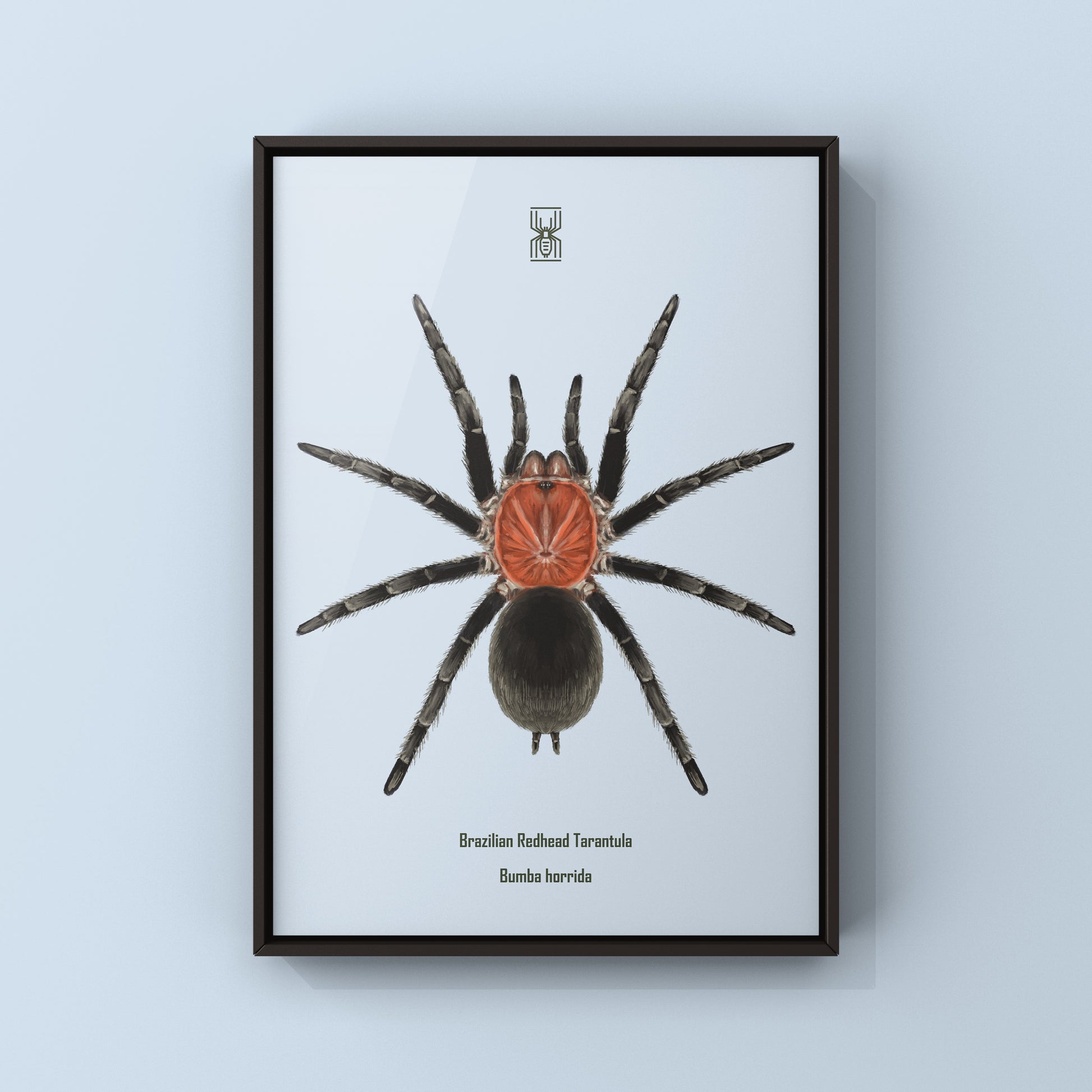 Brazilian Redhead Tarantula, Bumba Horrida, Photographic Art Print from The Silk Ranch