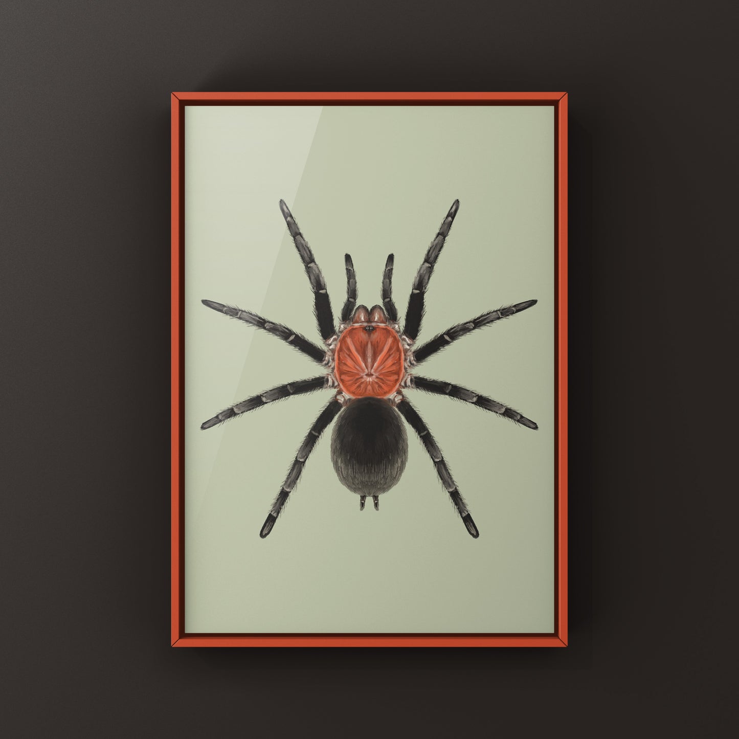 Brazilian Redhead Tarantula, Bumba Horrida, Photographic Art Print from The Silk Ranch