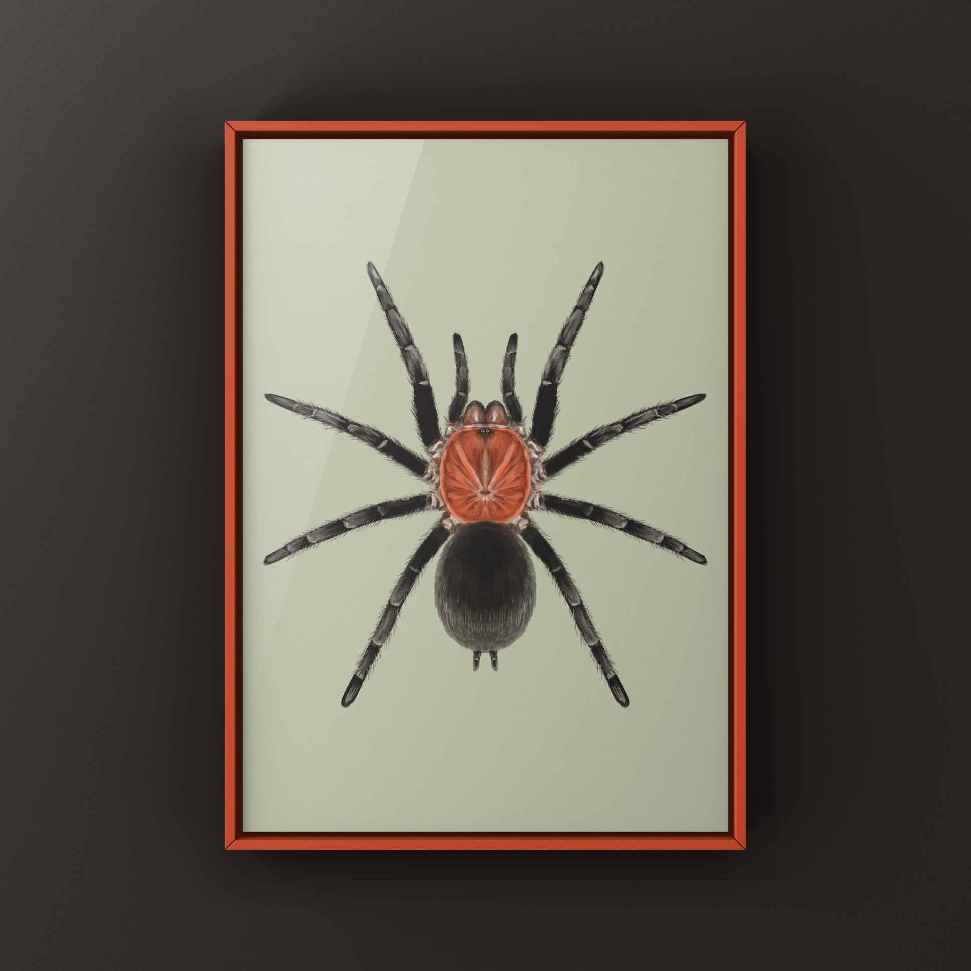 Brazilian Redhead Tarantula, Bumba Horrida, Photographic Art Print from The Silk Ranch