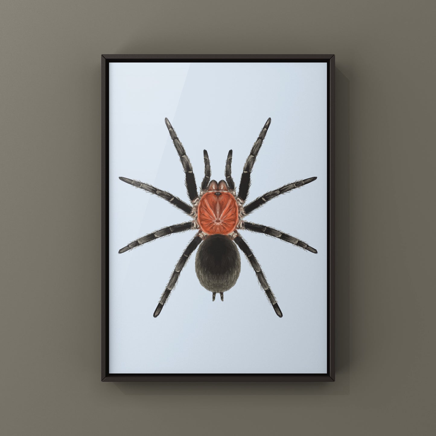 Brazilian Redhead Tarantula, Bumba Horrida, Photographic Art Print from The Silk Ranch