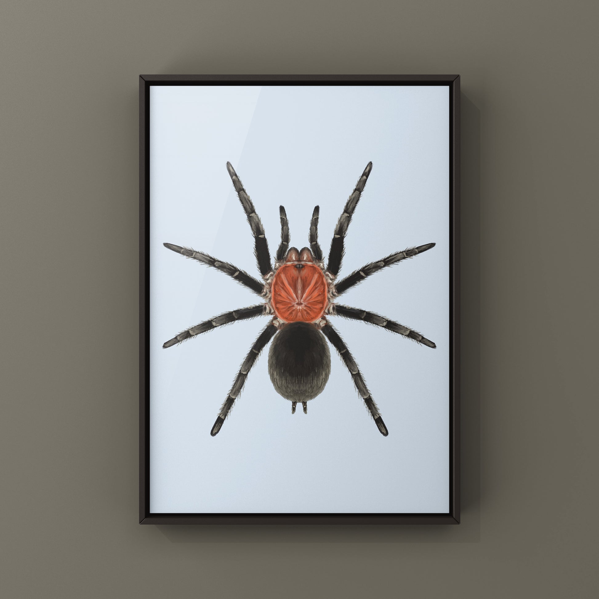 Brazilian Redhead Tarantula, Bumba Horrida, Photographic Art Print from The Silk Ranch