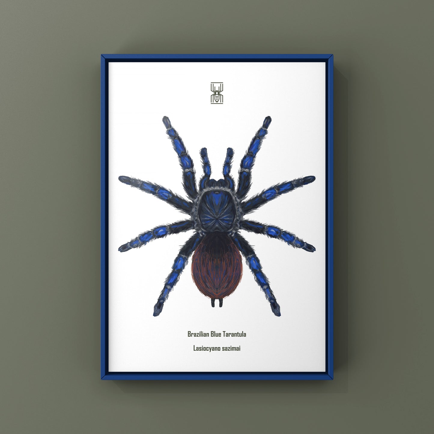 Brazilian Blue Tarantula, Lasiodora Sazimai, Photographic Art Print