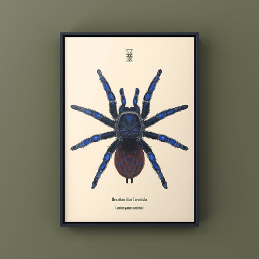 Brazilian Blue Tarantula, Lasiodora Sazimai, Photographic Art Print
