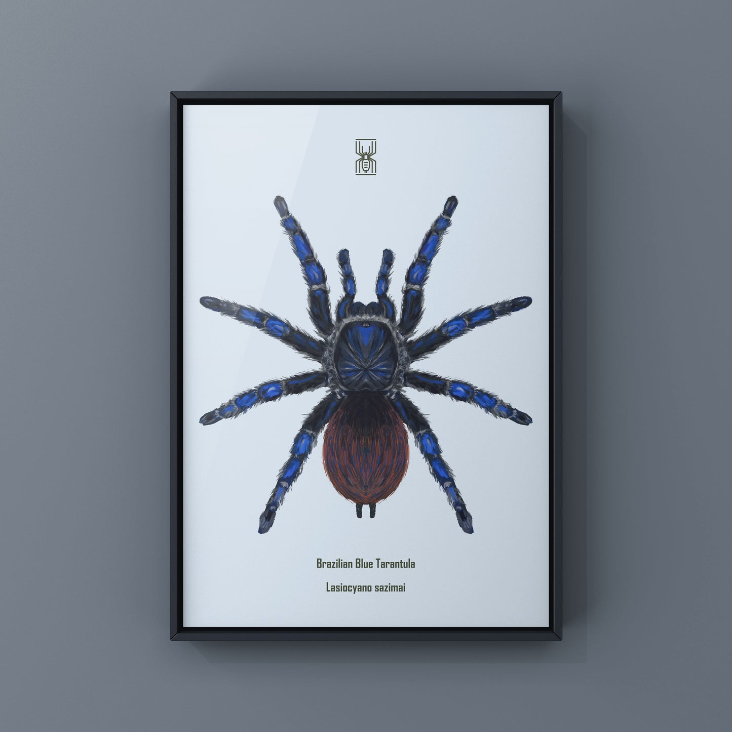Brazilian Blue Tarantula, Lasiodora Sazimai, Photographic Art Print