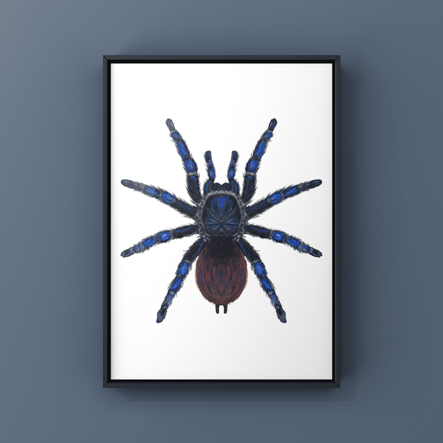 Brazilian Blue Tarantula, Lasiodora Sazimai, Photographic Art Print