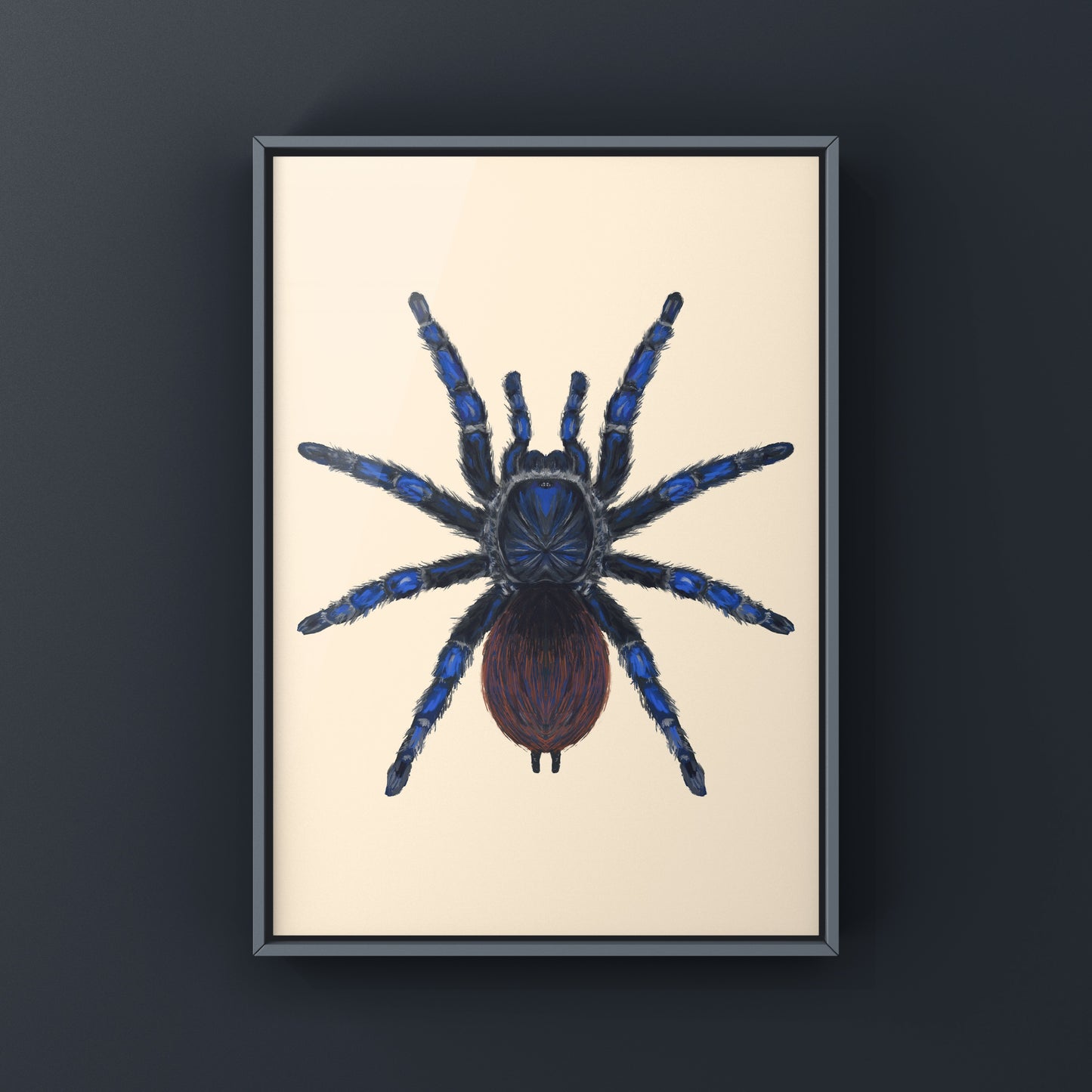 Brazilian Blue Tarantula, Lasiodora Sazimai, Photographic Art Print