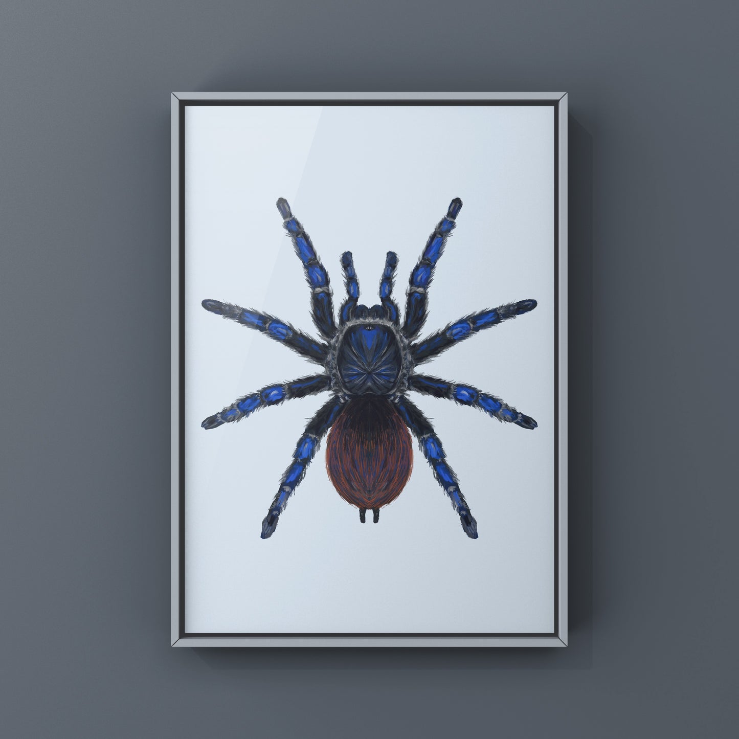 Brazilian Blue Tarantula, Lasiodora Sazimai, Photographic Art Print