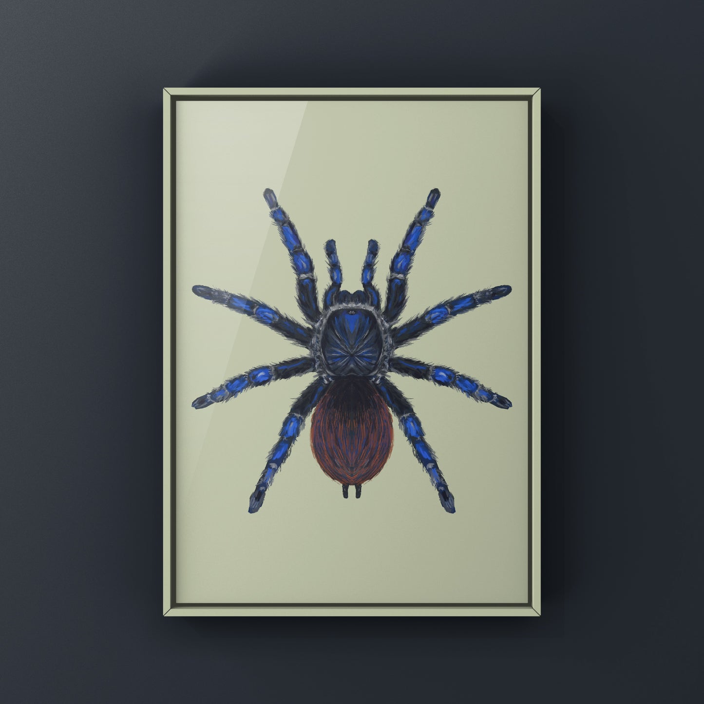 Brazilian Blue Tarantula, Lasiodora Sazimai, Photographic Art Print
