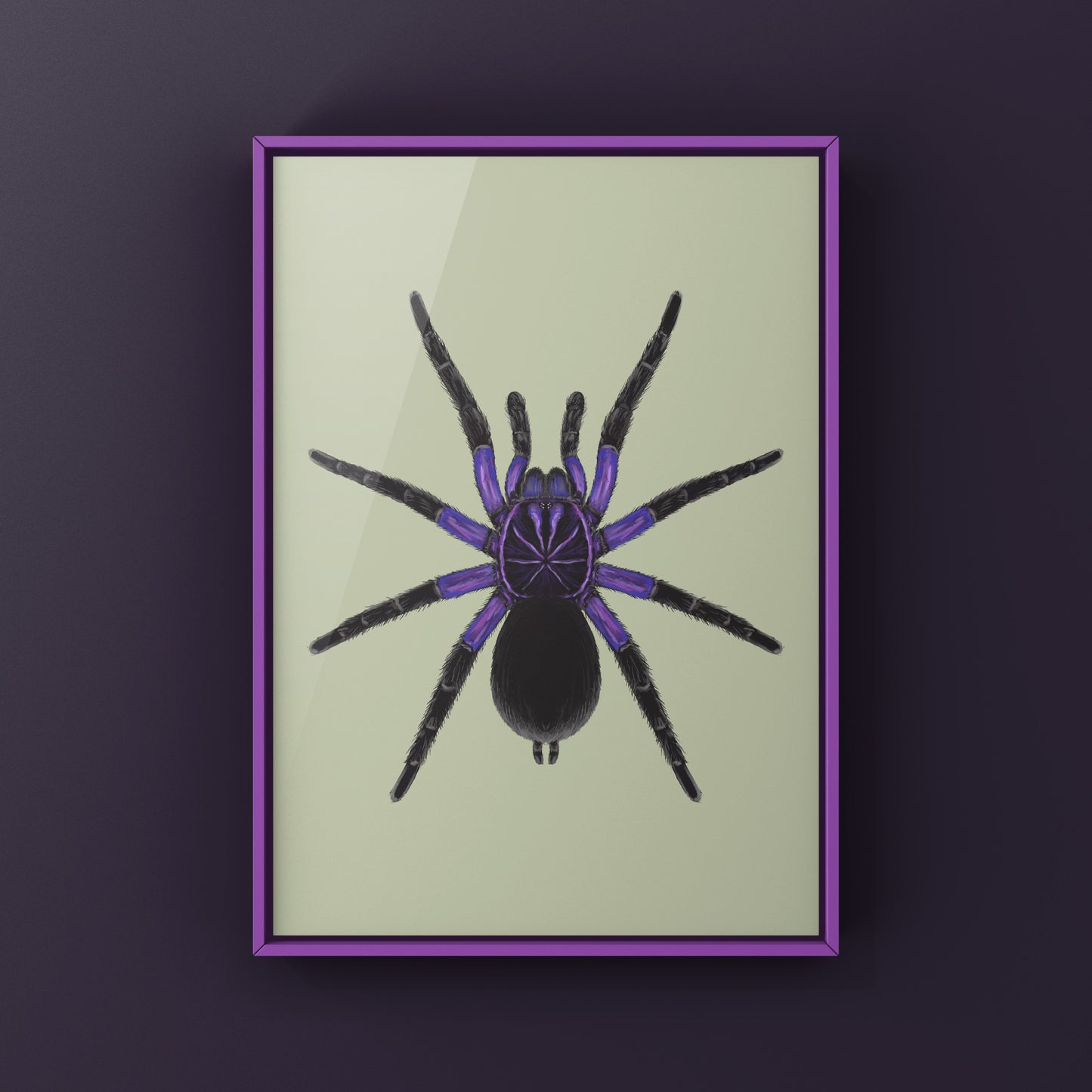 Cascada Birdeater Tarantula, Pamphobeteus sp. Cascada, Photographic Art Print