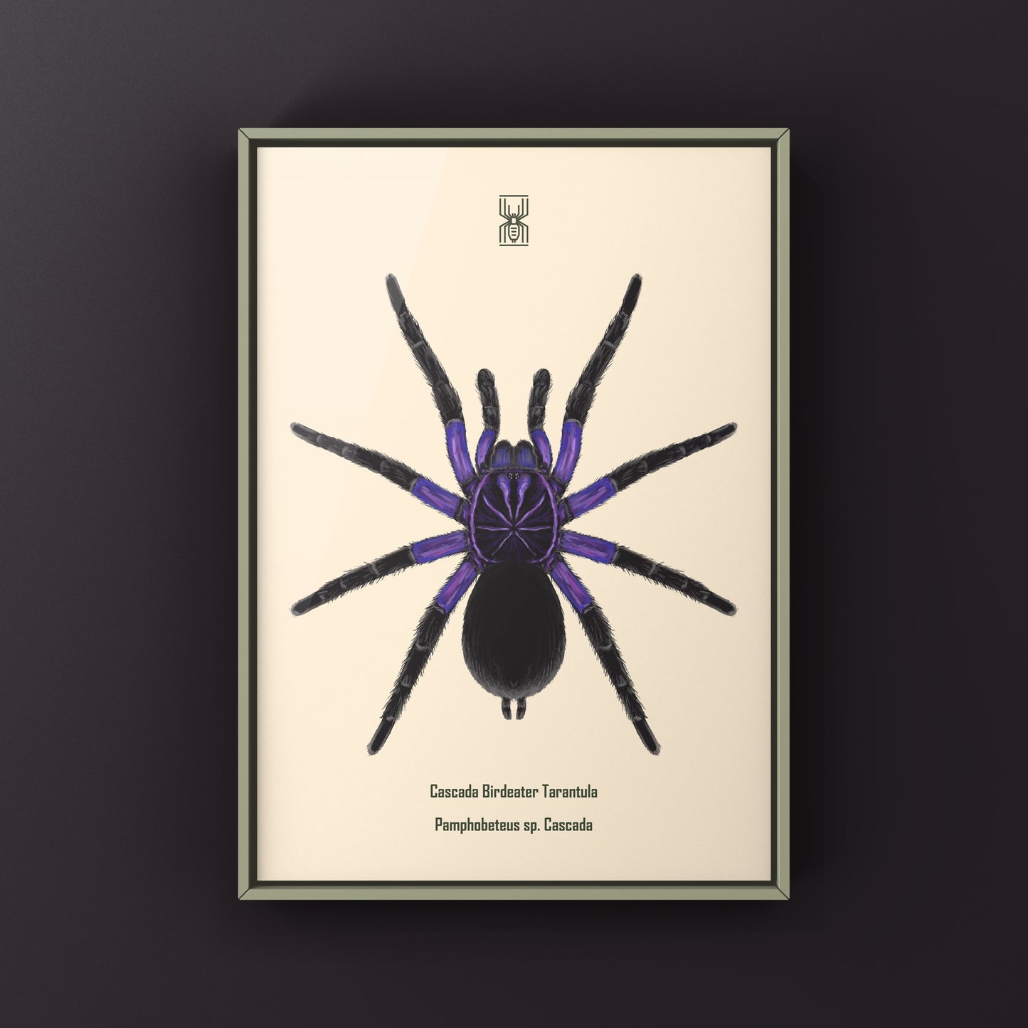 Cascada Birdeater Tarantula, Pamphobeteus sp. Cascada, Photographic Art Print