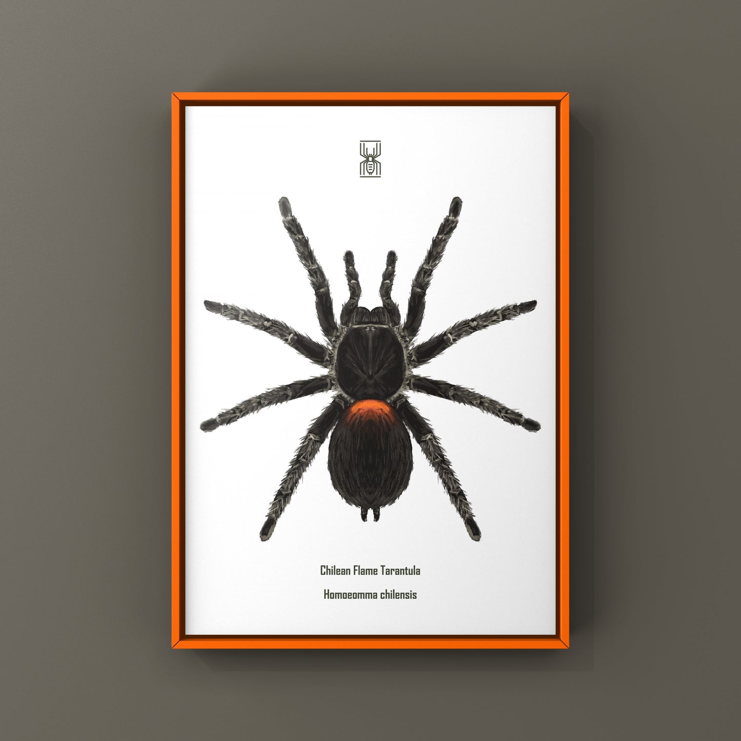 Chilean Flame Tarantula, Homoeomma Chilensis, Photographic Art Print