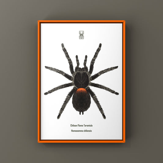 Chilean Flame Tarantula, Homoeomma Chilensis, Photographic Art Print