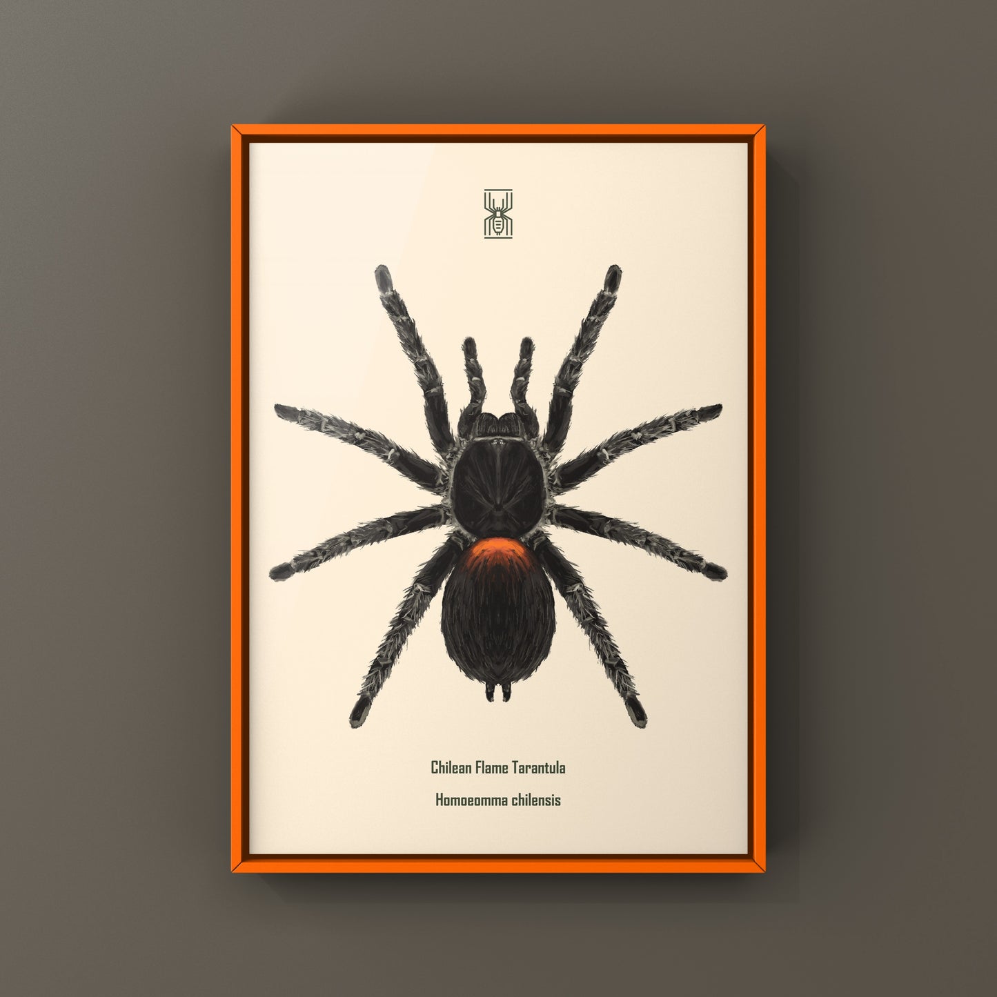 Chilean Flame Tarantula, Homoeomma Chilensis, Photographic Art Print