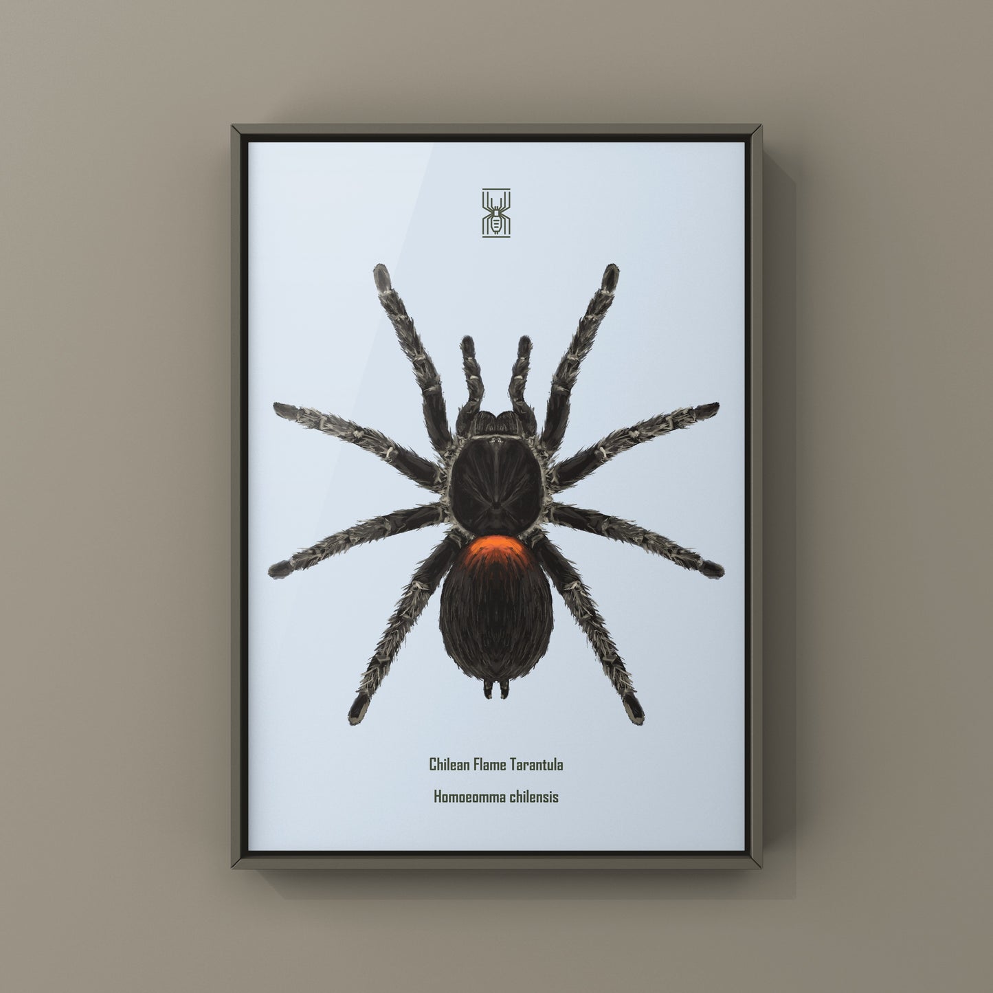 Chilean Flame Tarantula, Homoeomma Chilensis, Photographic Art Print