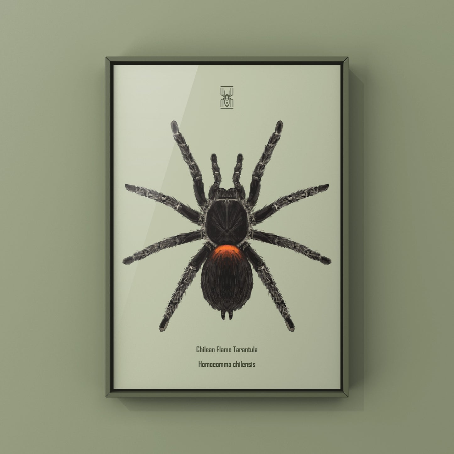 Chilean Flame Tarantula, Homoeomma Chilensis, Photographic Art Print