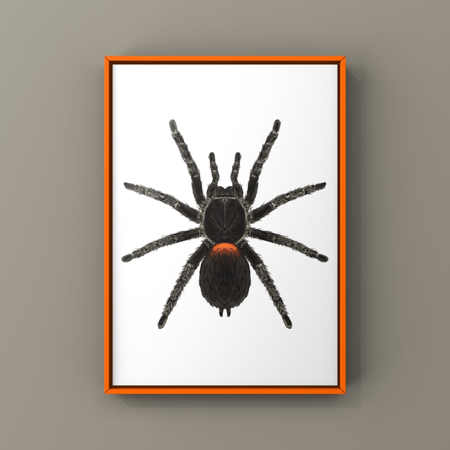 Chilean Flame Tarantula, Homoeomma Chilensis, Photographic Art Print
