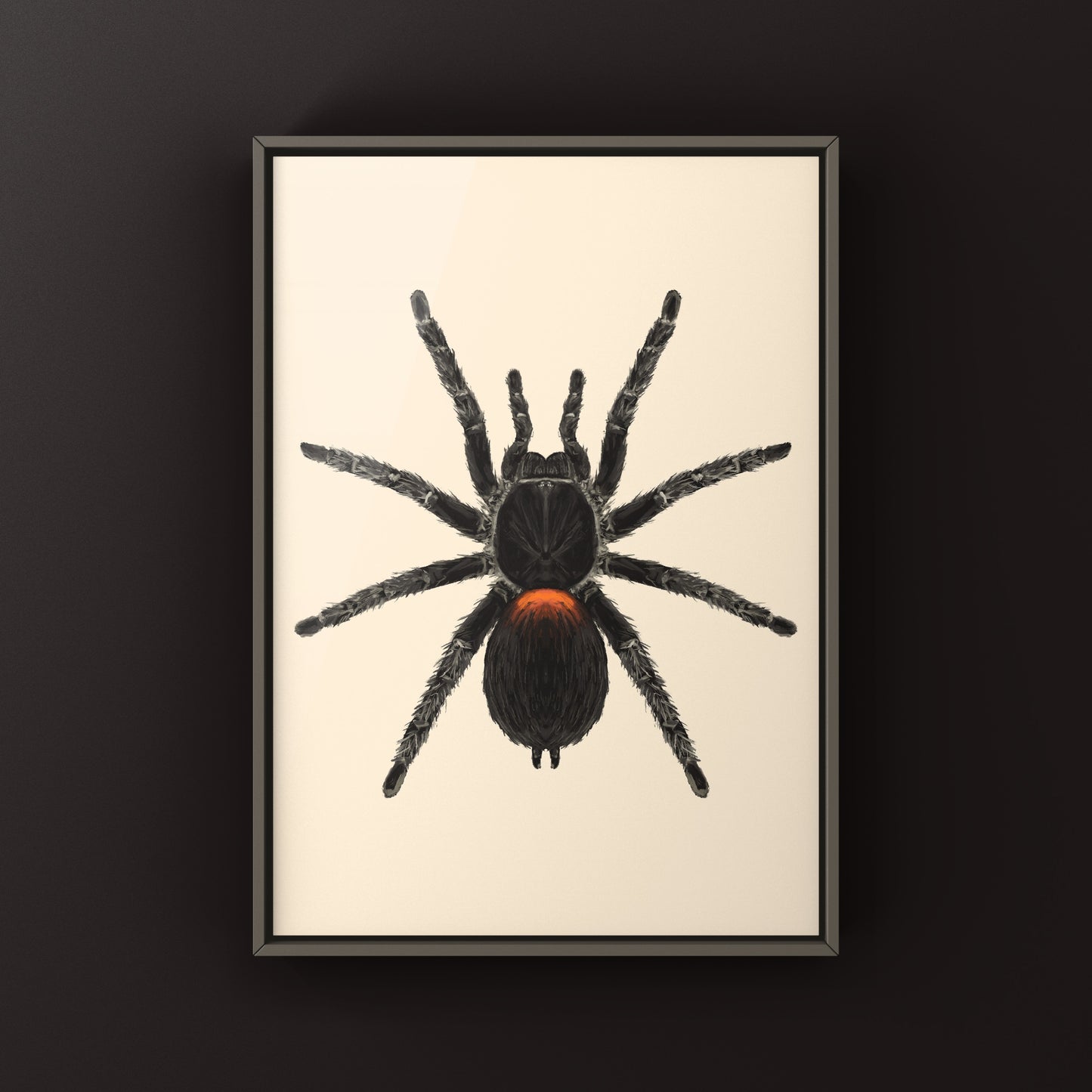 Chilean Flame Tarantula, Homoeomma Chilensis, Photographic Art Print