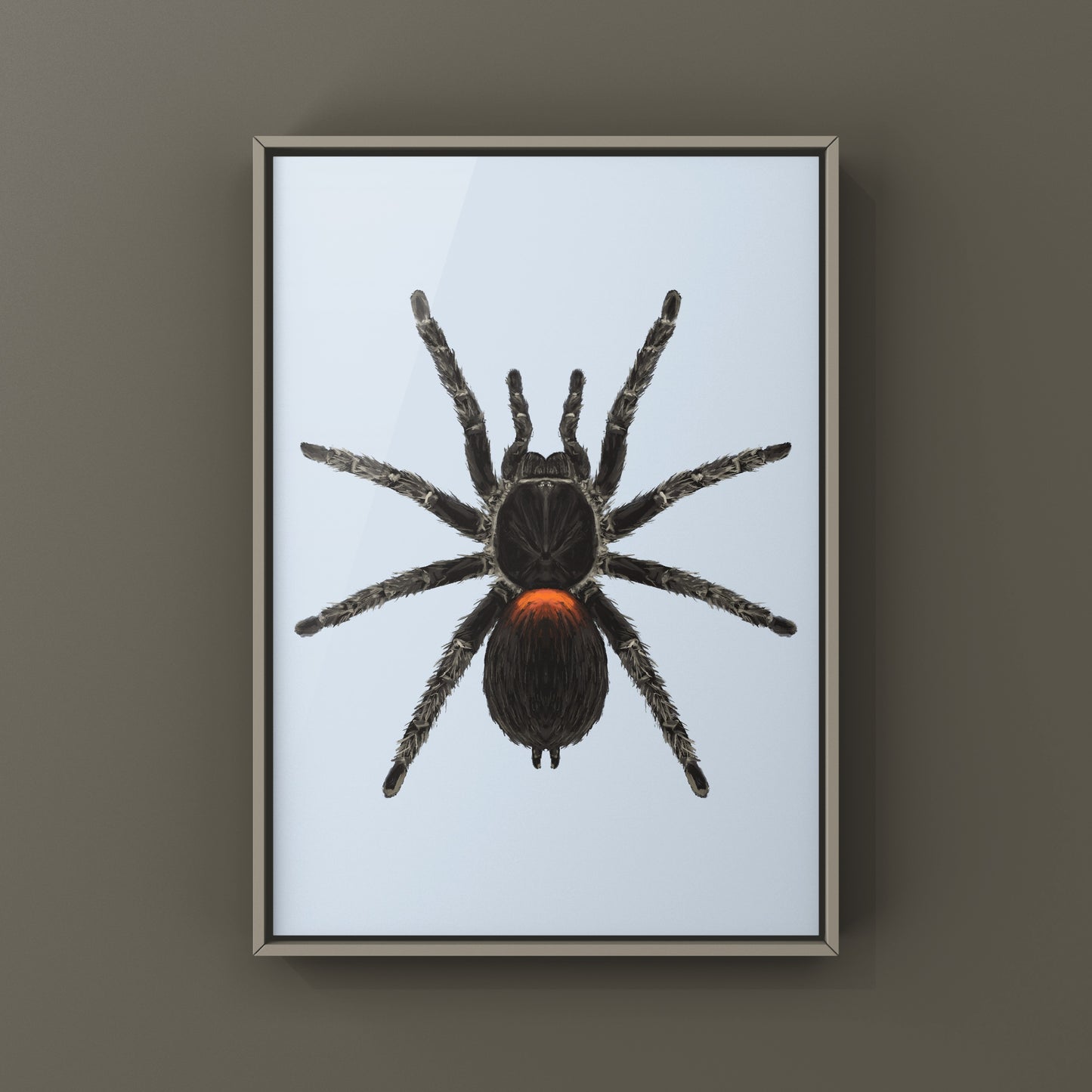 Chilean Flame Tarantula, Homoeomma Chilensis, Photographic Art Print