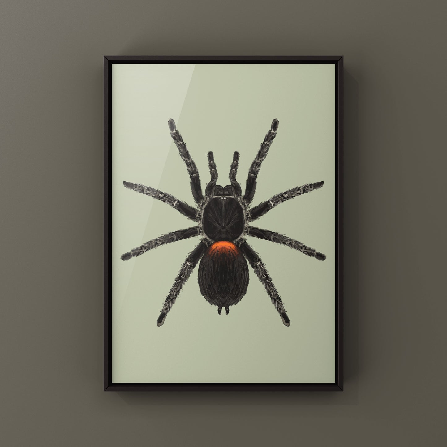 Chilean Flame Tarantula, Homoeomma Chilensis, Photographic Art Print