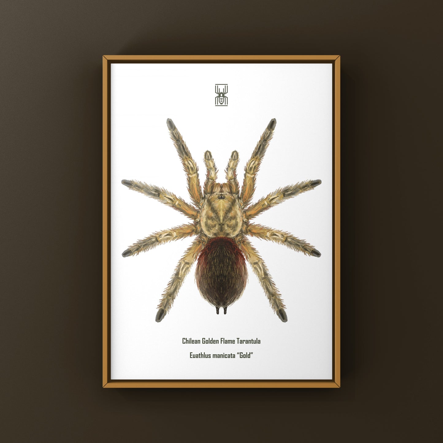 Chilean Golden Flame Tarantula, Euathlus Maricata Gold, Photographic Art Print