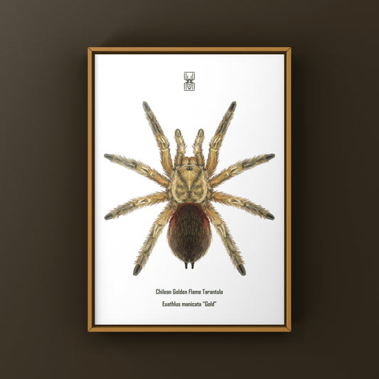 Chilean Golden Flame Tarantula, Euathlus Maricata Gold, Photographic Art Print