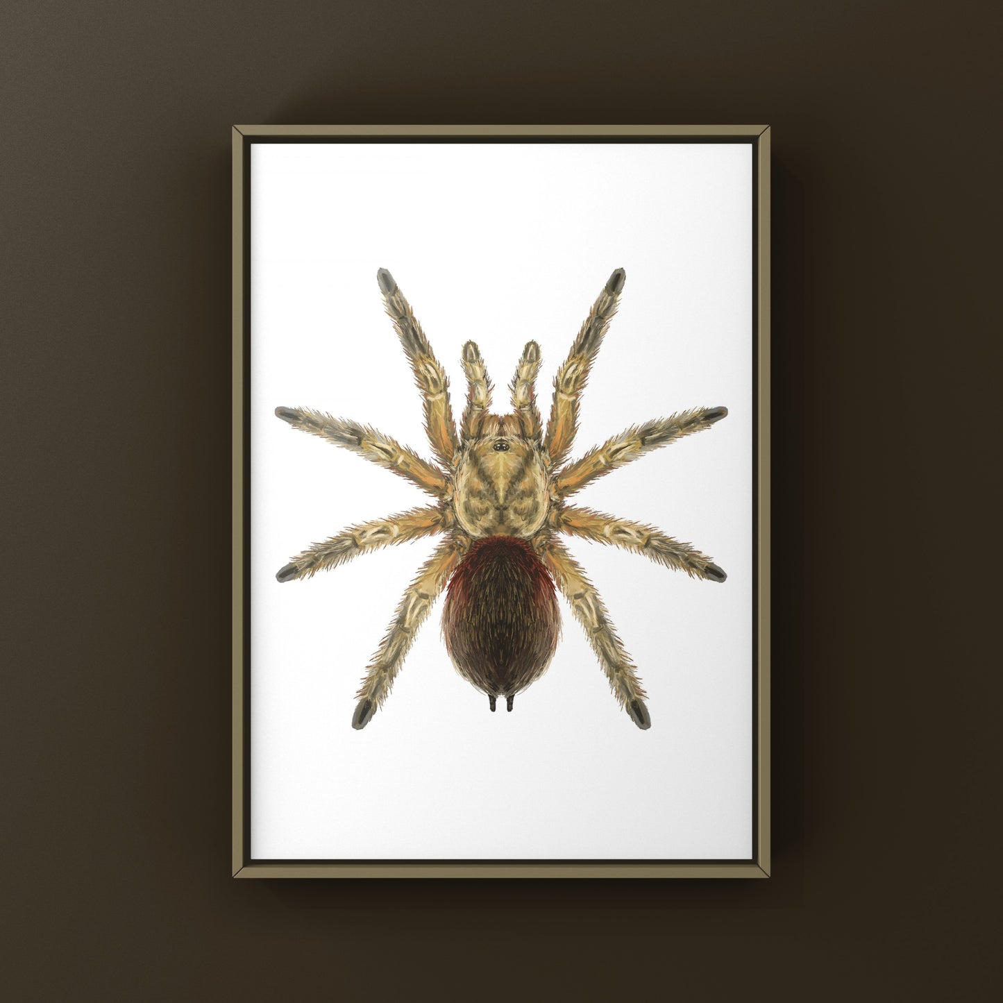 Chilean Golden Flame Tarantula, Euathlus Maricata Gold, Photographic Art Print