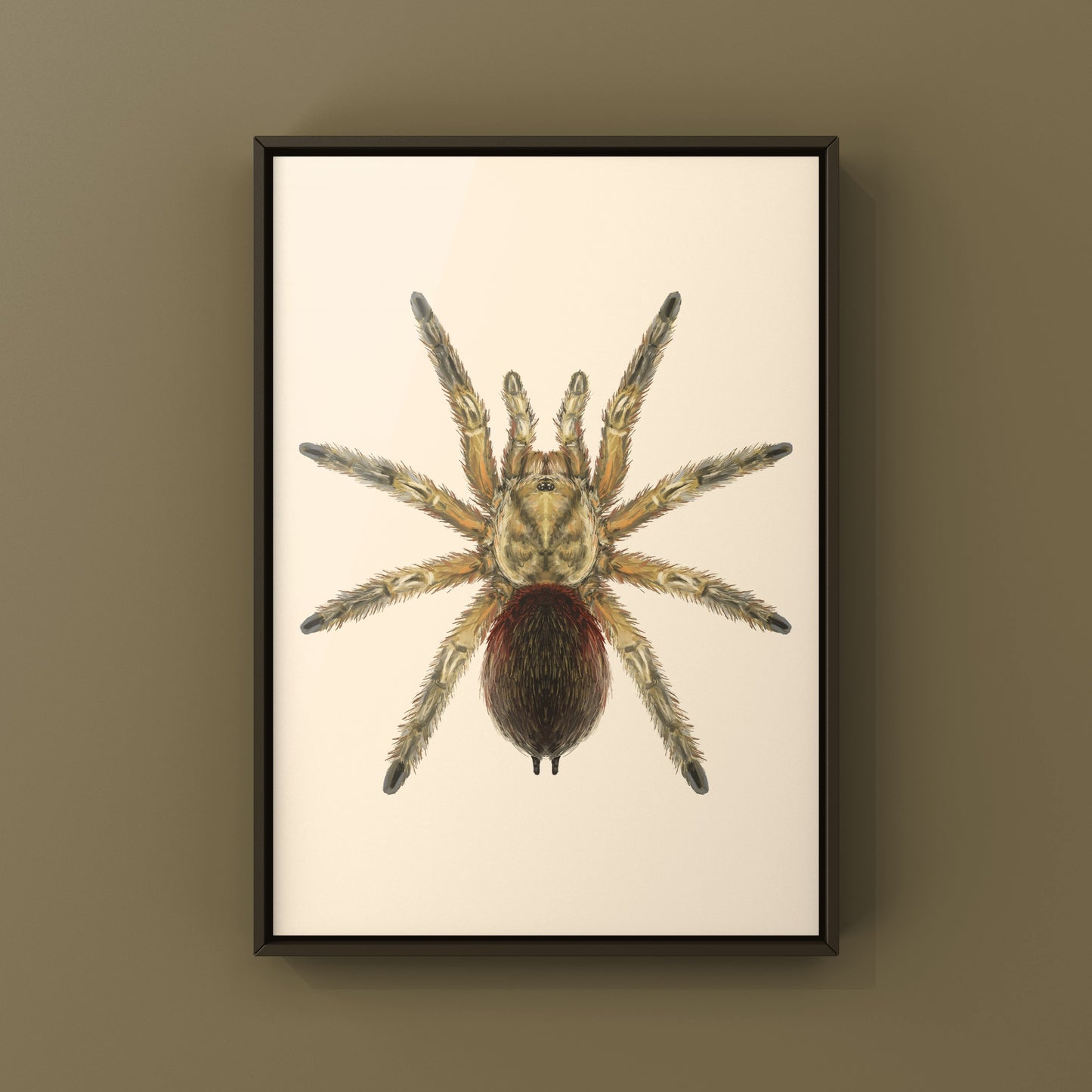 Chilean Golden Flame Tarantula, Euathlus Maricata Gold, Photographic Art Print