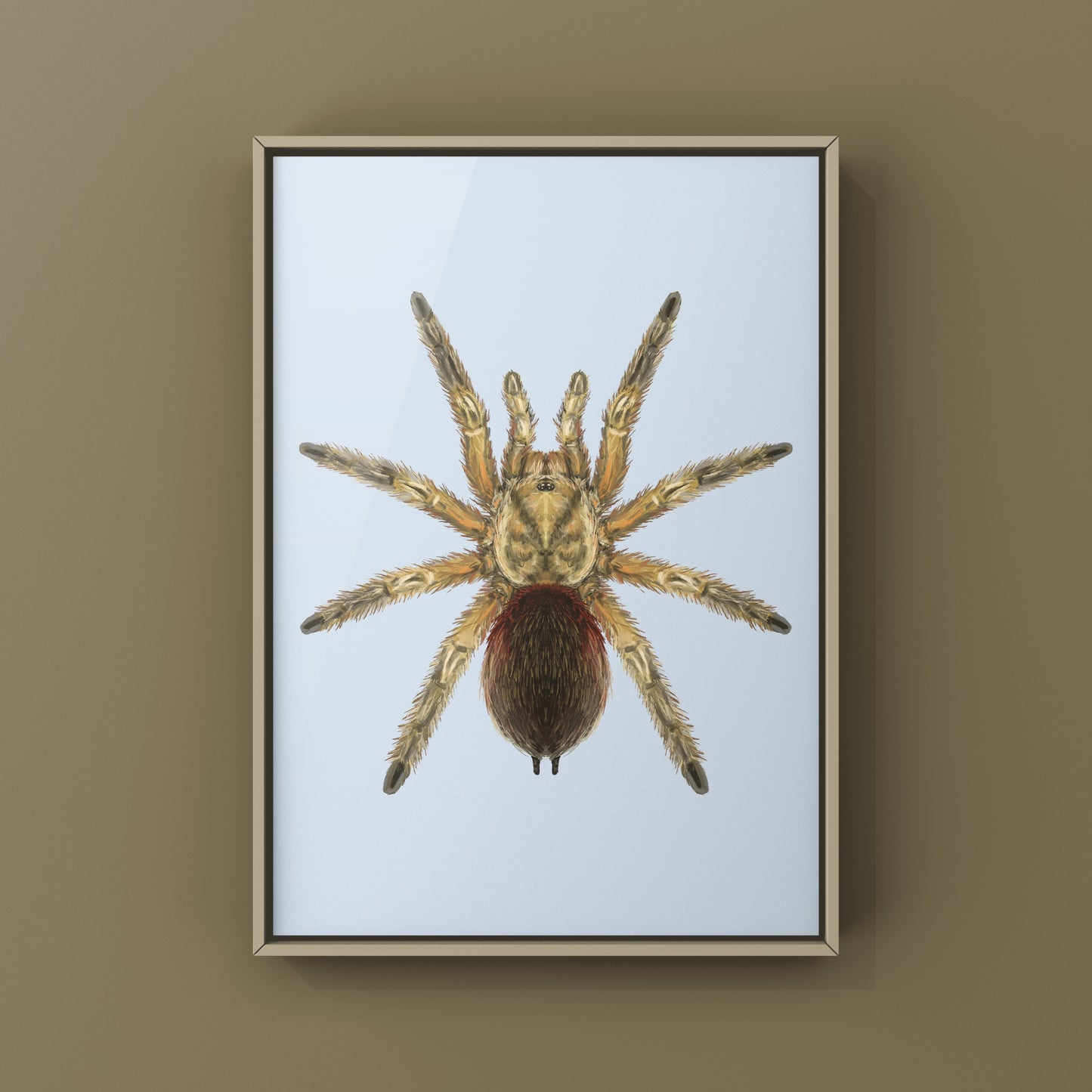 Chilean Golden Flame Tarantula, Euathlus Maricata Gold, Photographic Art Print