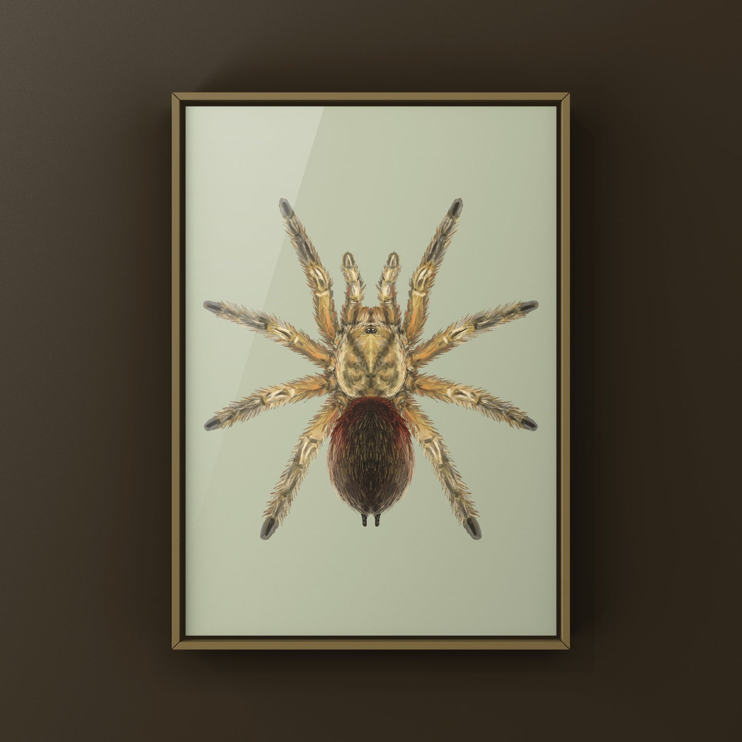 Chilean Golden Flame Tarantula, Euathlus Maricata Gold, Photographic Art Print