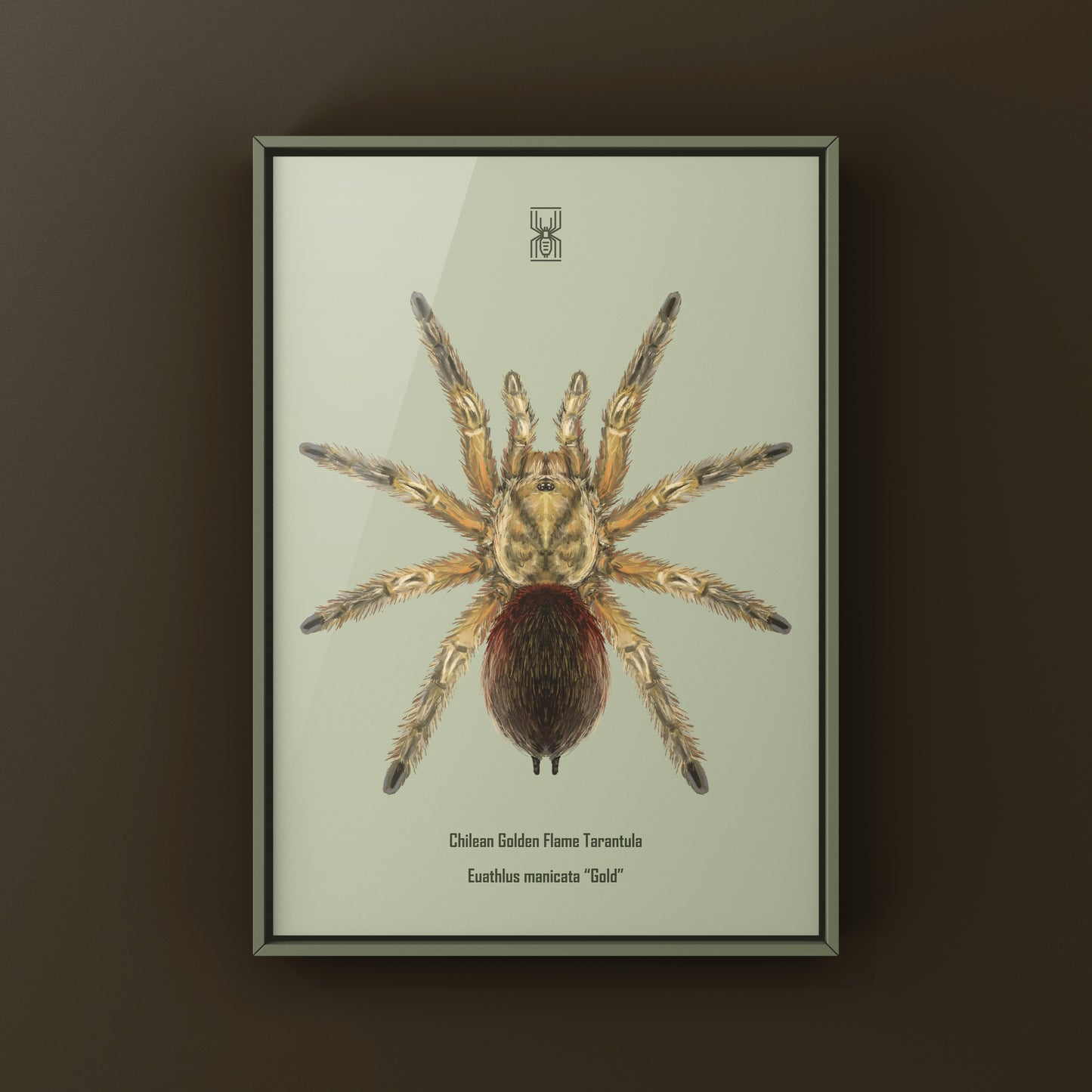 Chilean Golden Flame Tarantula, Euathlus Maricata Gold, Photographic Art Print