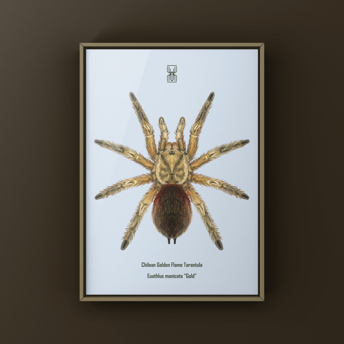 Chilean Golden Flame Tarantula, Euathlus Maricata Gold, Photographic Art Print