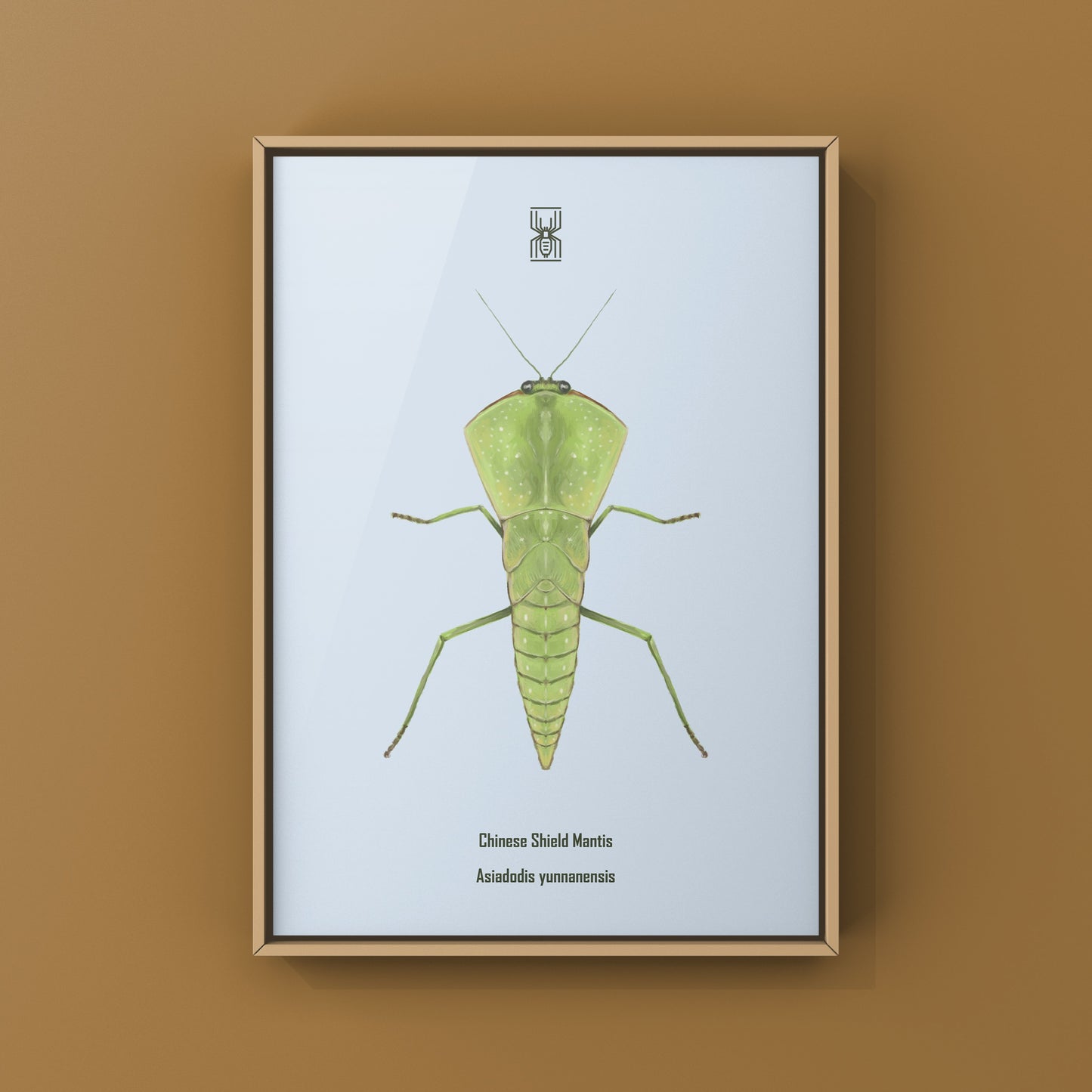 Chinese Shield Mantis, Asiadodis Yunnanensis, Photographic Art Print