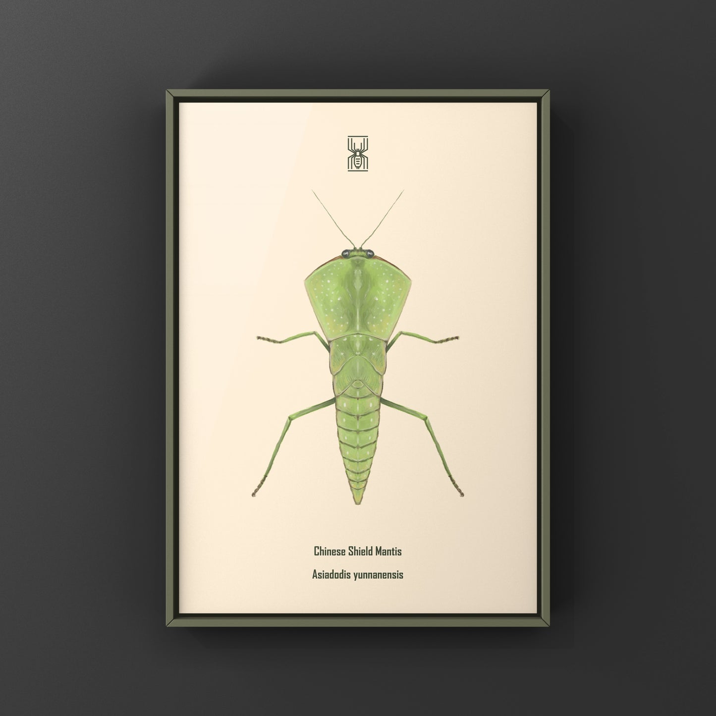Chinese Shield Mantis, Asiadodis Yunnanensis, Photographic Art Print