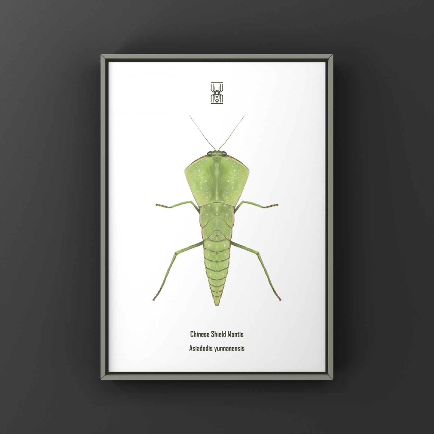 Chinese Shield Mantis, Asiadodis Yunnanensis, Photographic Art Print