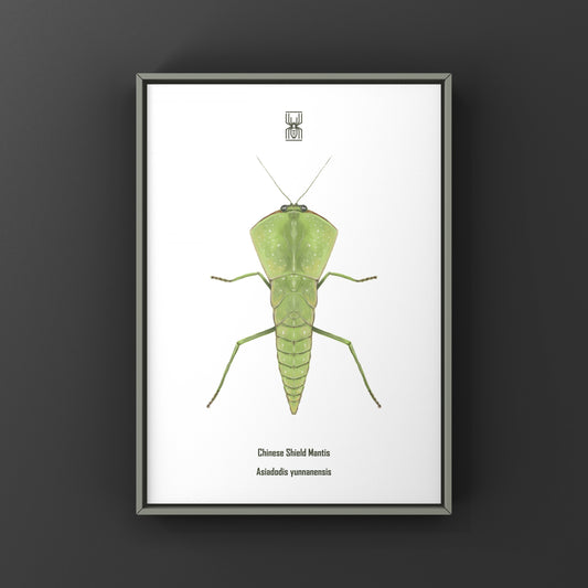 Chinese Shield Mantis, Asiadodis Yunnanensis, Photographic Art Print
