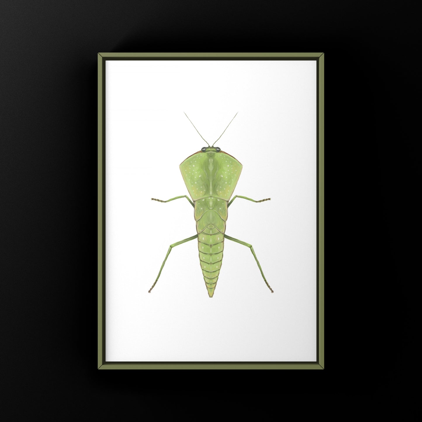 Chinese Shield Mantis, Asiadodis Yunnanensis, Photographic Art Print