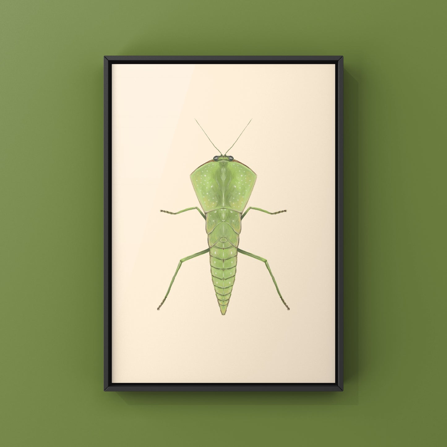 Chinese Shield Mantis, Asiadodis Yunnanensis, Photographic Art Print