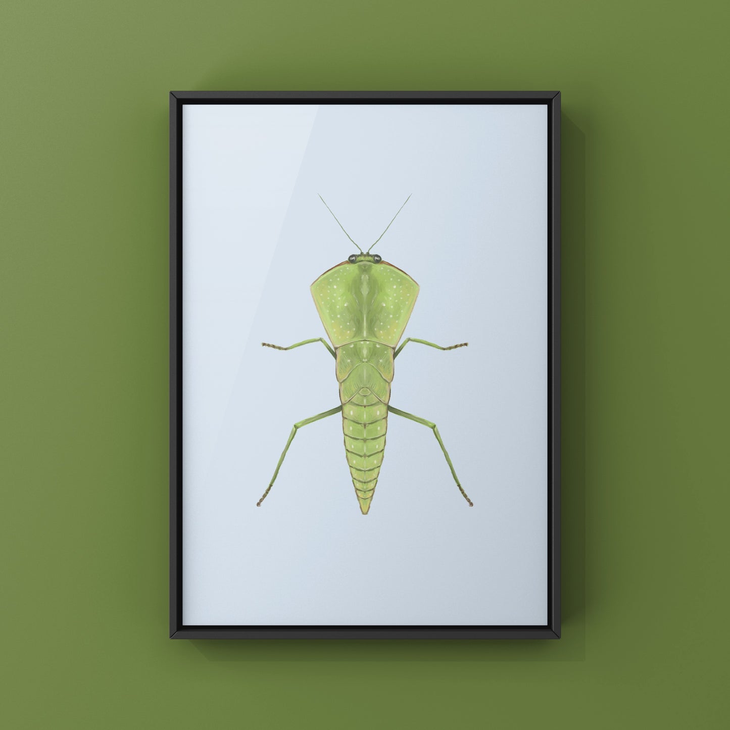 Chinese Shield Mantis, Asiadodis Yunnanensis, Photographic Art Print