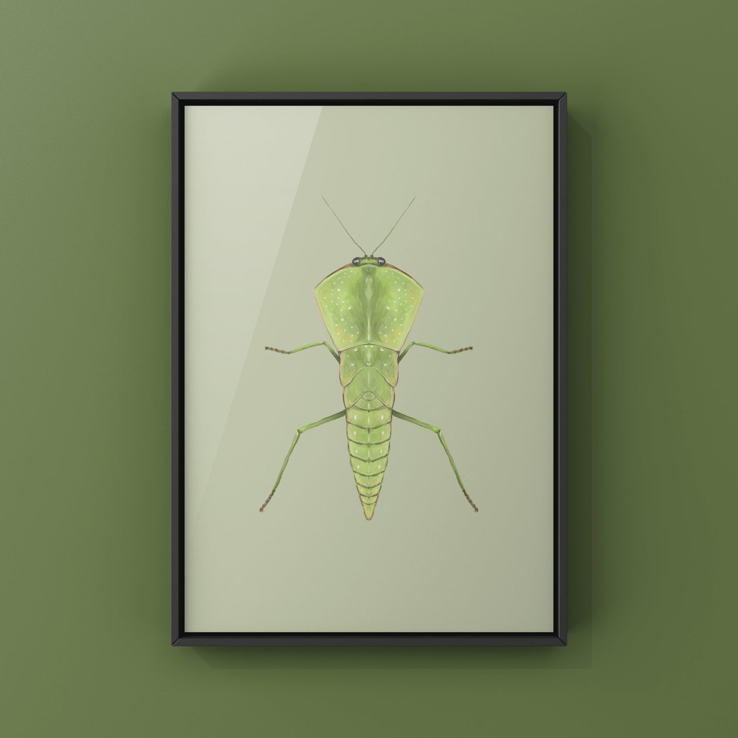 Chinese Shield Mantis, Asiadodis Yunnanensis, Photographic Art Print