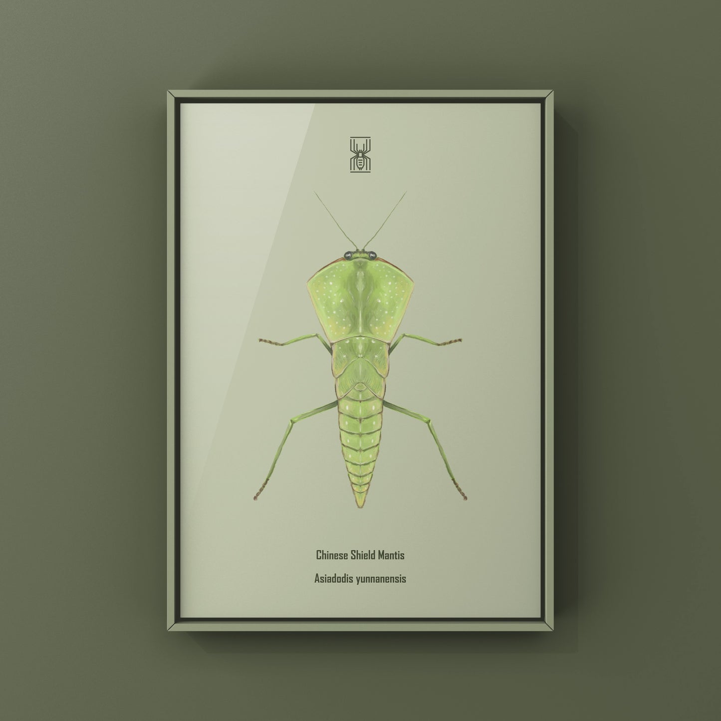 Chinese Shield Mantis, Asiadodis Yunnanensis, Photographic Art Print