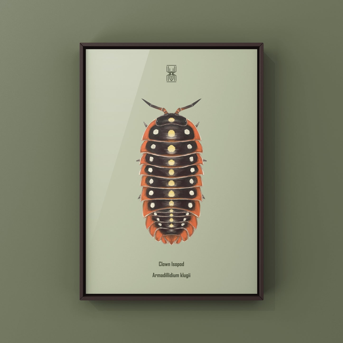 Clown Isopod, Cubaris sp. Armadillidium Klugii, Photographic Art Print