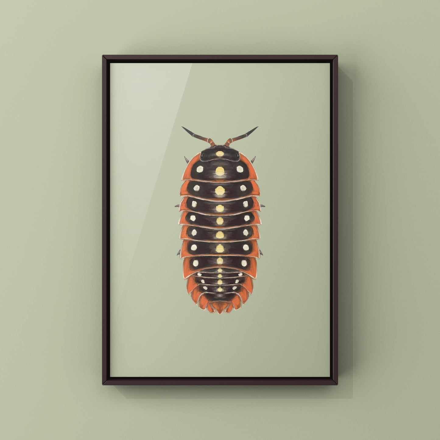 Clown Isopod, Cubaris sp. Armadillidium Klugii, Photographic Art Print