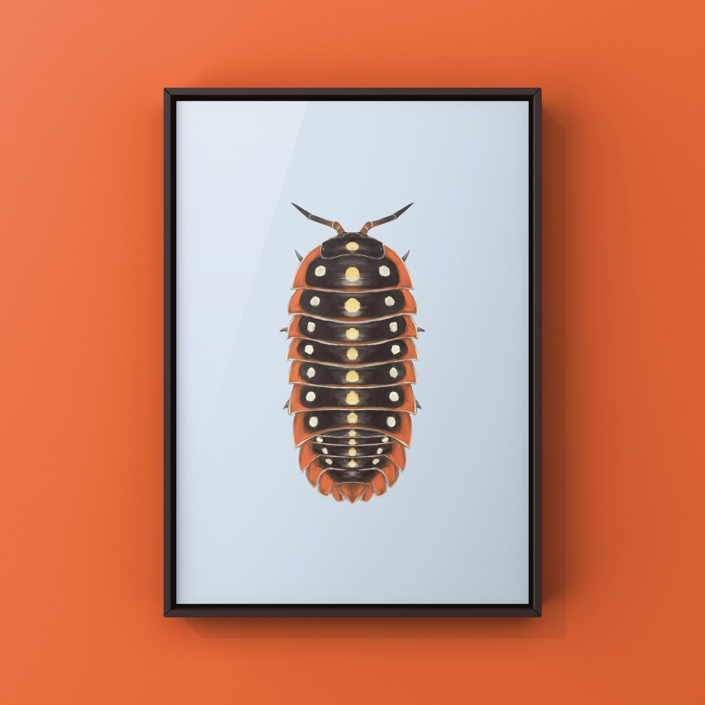 Clown Isopod, Cubaris sp. Armadillidium Klugii, Photographic Art Print