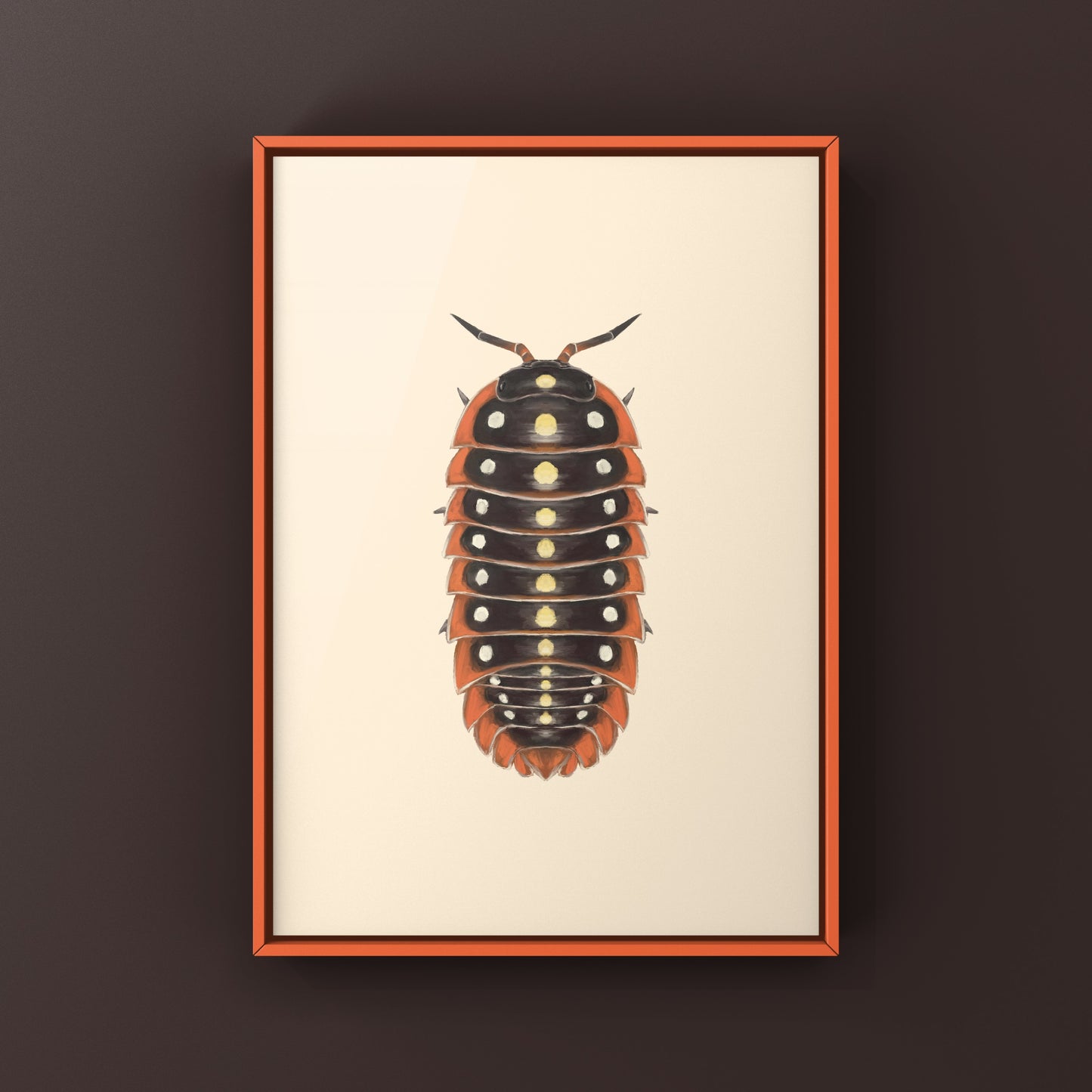 Clown Isopod, Cubaris sp. Armadillidium Klugii, Photographic Art Print