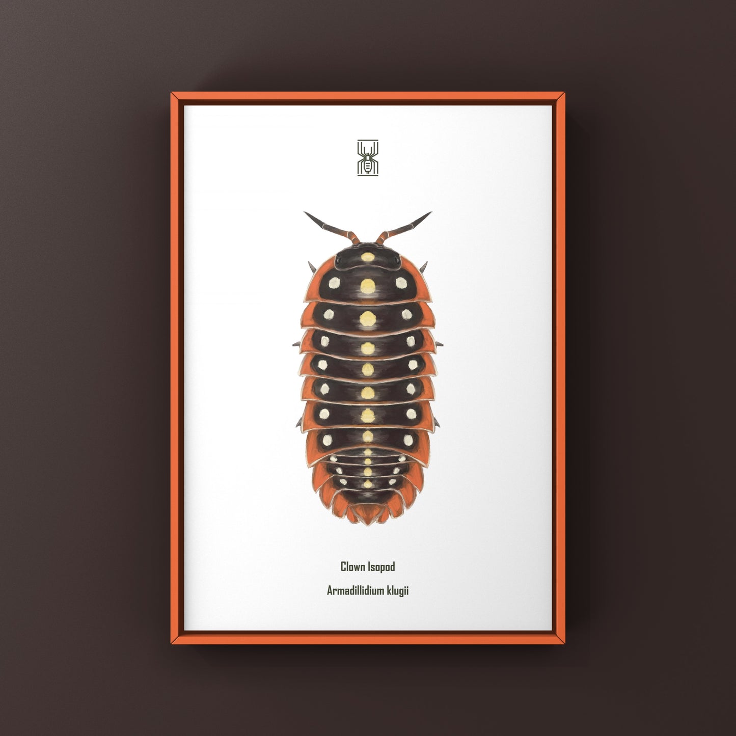 Clown Isopod, Cubaris sp. Armadillidium Klugii, Photographic Art Print