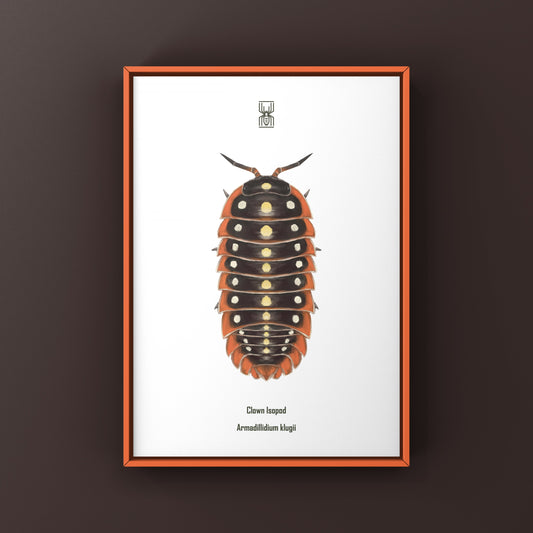 Clown Isopod, Cubaris sp. Armadillidium Klugii, Photographic Art Print